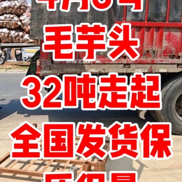 山东毛芋头8520芋头/芋头种/全国发货坏烂包赔
