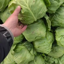 山东中甘系列甘蓝，产地批发，肉质翠绿，松散度嫩可视频看货