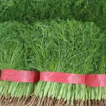 茴香，河北产地一手货源大量供应批发货源充足