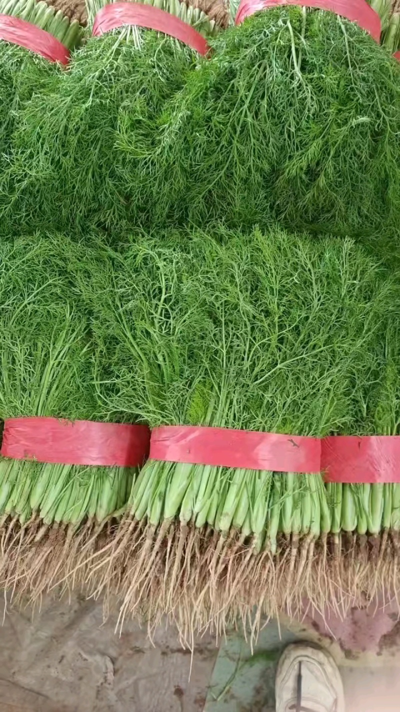 茴香，河北产地一手货源大量供应批发货源充足