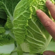 【平度】黄心大白菜大量供应冷库白菜视频看货