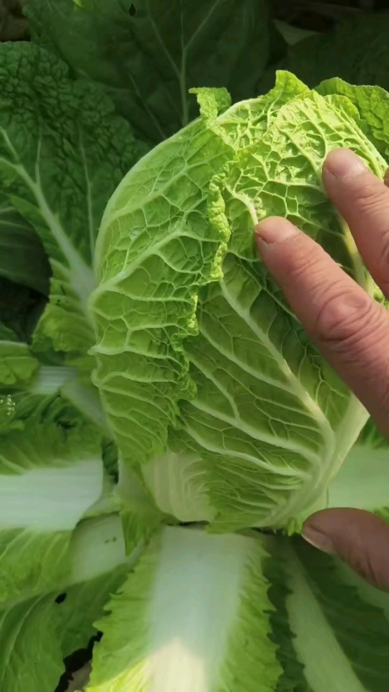 【平度】黄心大白菜大量供应冷库白菜视频看货
