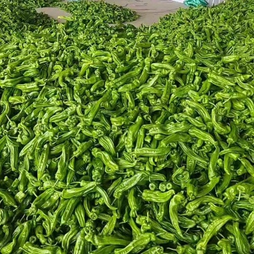 精品芜湖椒山东基地直发，货量多品质好价格可谈，发市场批发