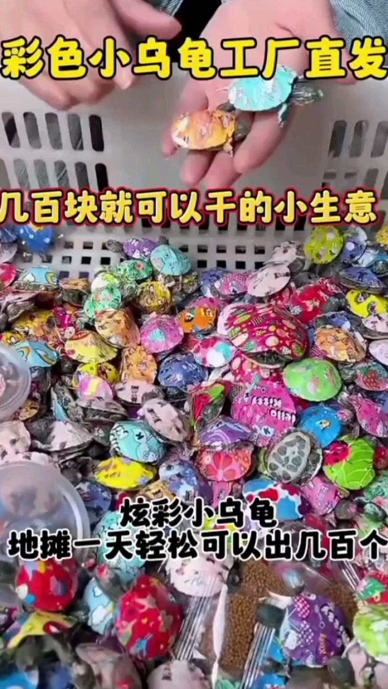 网红七彩小乌龟炫彩小乌龟包活邮送龟粮地摊夜市公园广场热销