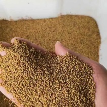 多年生紫花苜蓿种子四季高产耐寒耐旱高产牧草牛羊马鸡鸭鹅兔