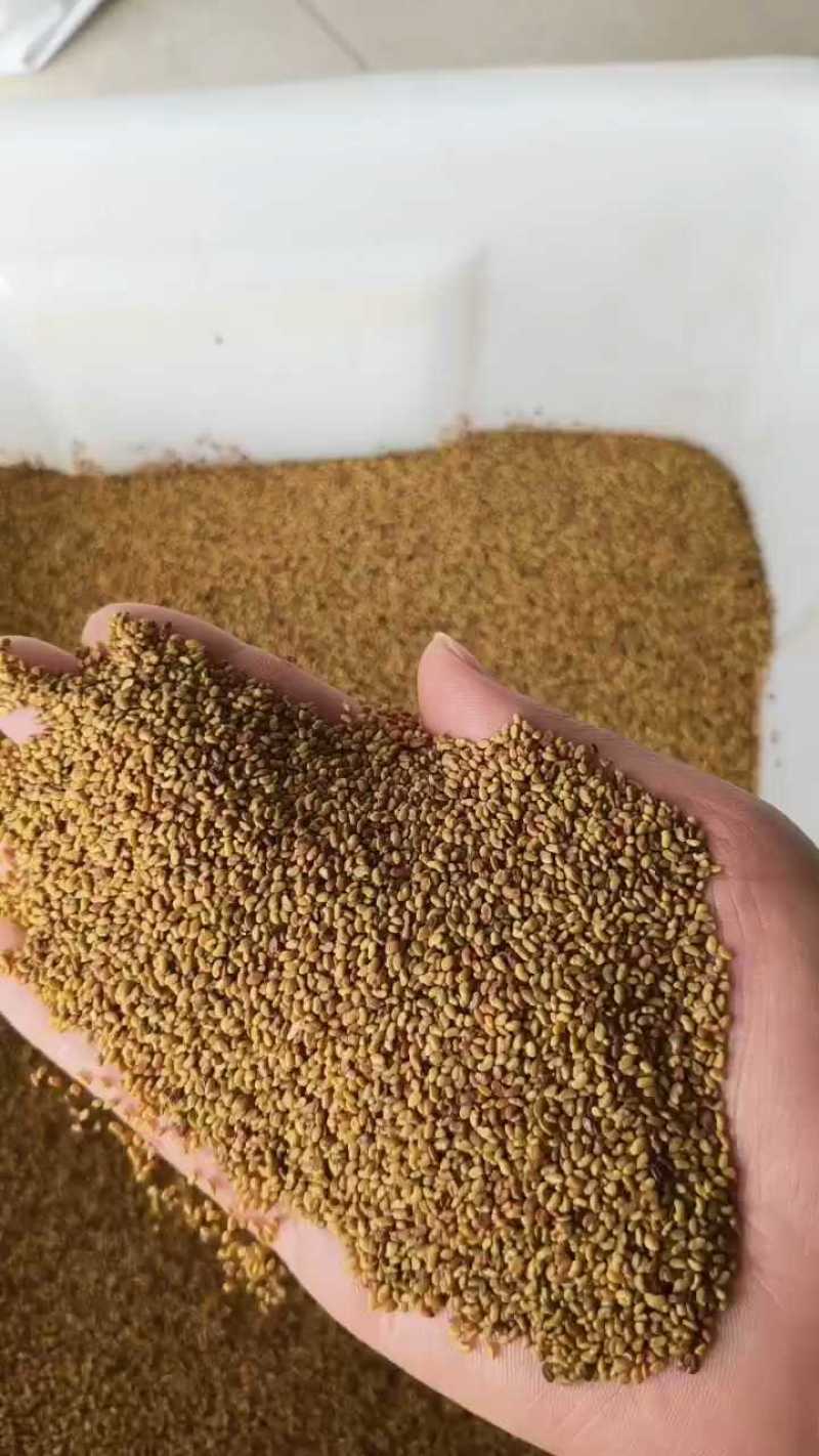 多年生紫花苜蓿种子四季高产耐寒耐旱高产牧草牛羊马鸡鸭鹅兔