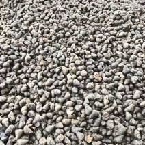 湖北螺，精品鲜活，货源稳定，基地直发，包邮