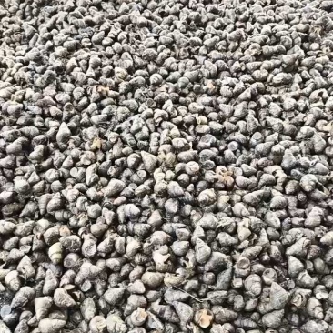 湖北螺，精品鲜活，货源稳定，基地直发，包邮