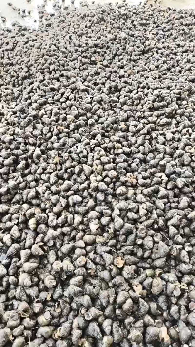 湖北螺，精品鲜活，货源稳定，基地直发，包邮