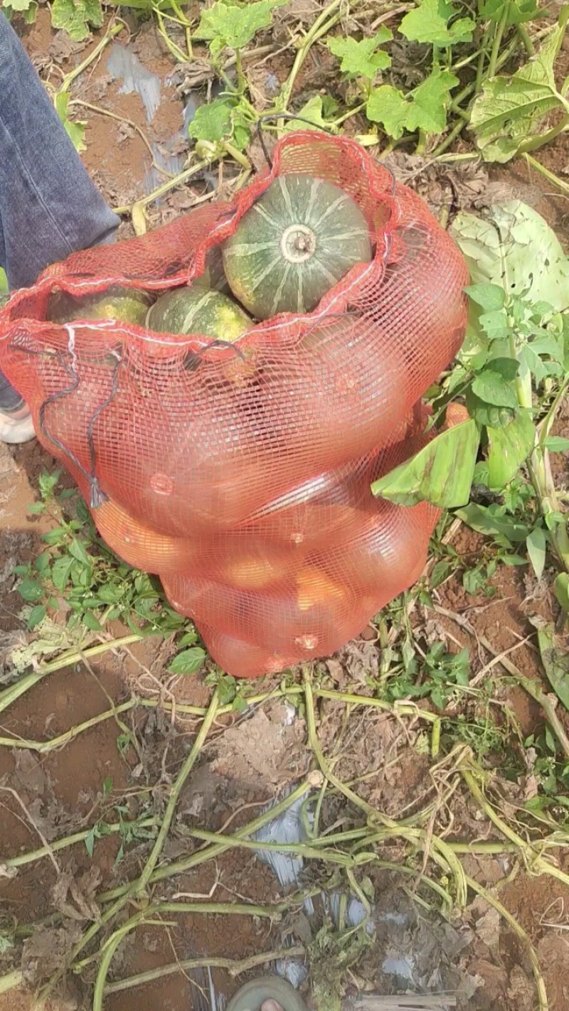 板栗南瓜产地直供，一斤半到3斤，价格美丽！