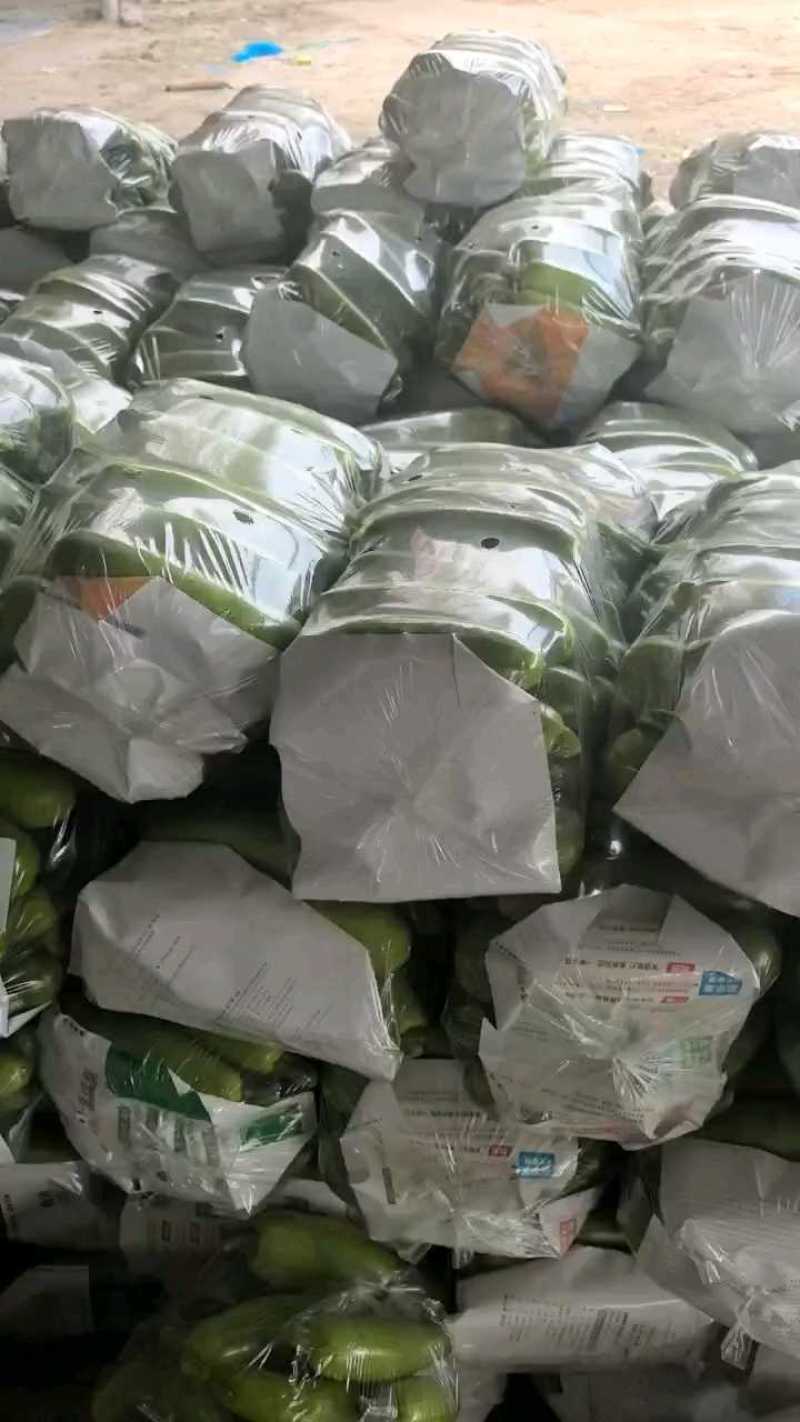 绿皮西葫芦油绿西葫芦