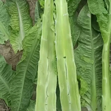山东郯城莴笋杆子大量有货加工厂市场都可以用没空心