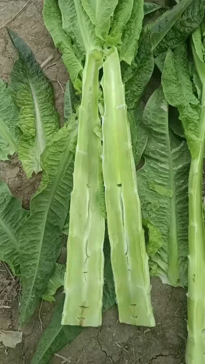 山东郯城莴笋杆子大量有货加工厂市场都可以用没空心