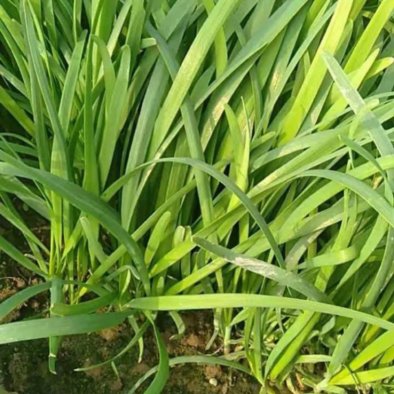 大叶韭菜产地直销量大质优价格优惠欢迎咨询采购