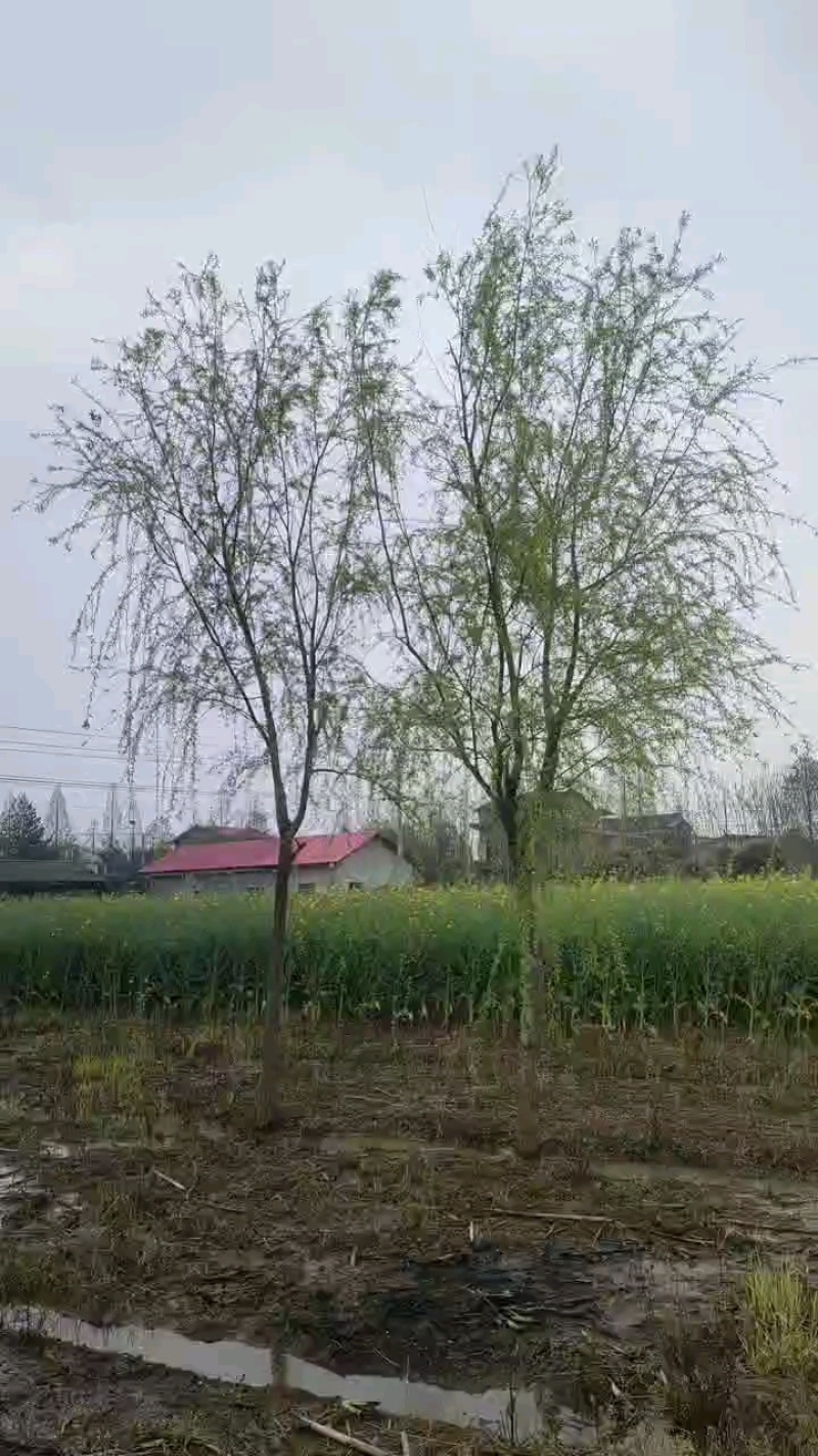垂柳树，质量求生存，欢迎老板实地考察，量大价格更优惠。