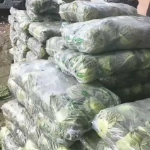 莲花白9米6，货量充足！