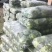 莲花白9米6，货量充足！