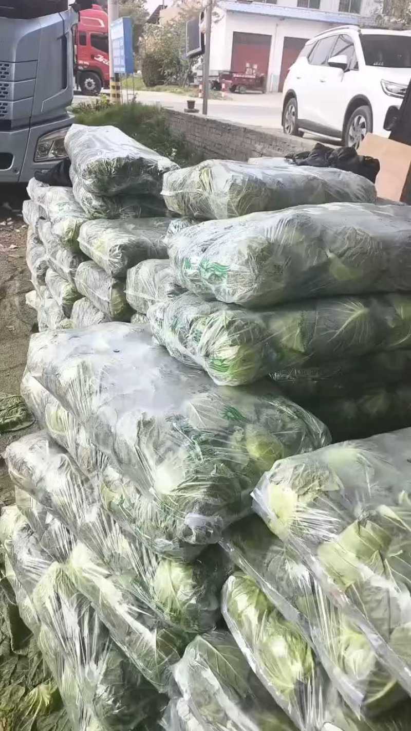 莲花白9米6，货量充足！