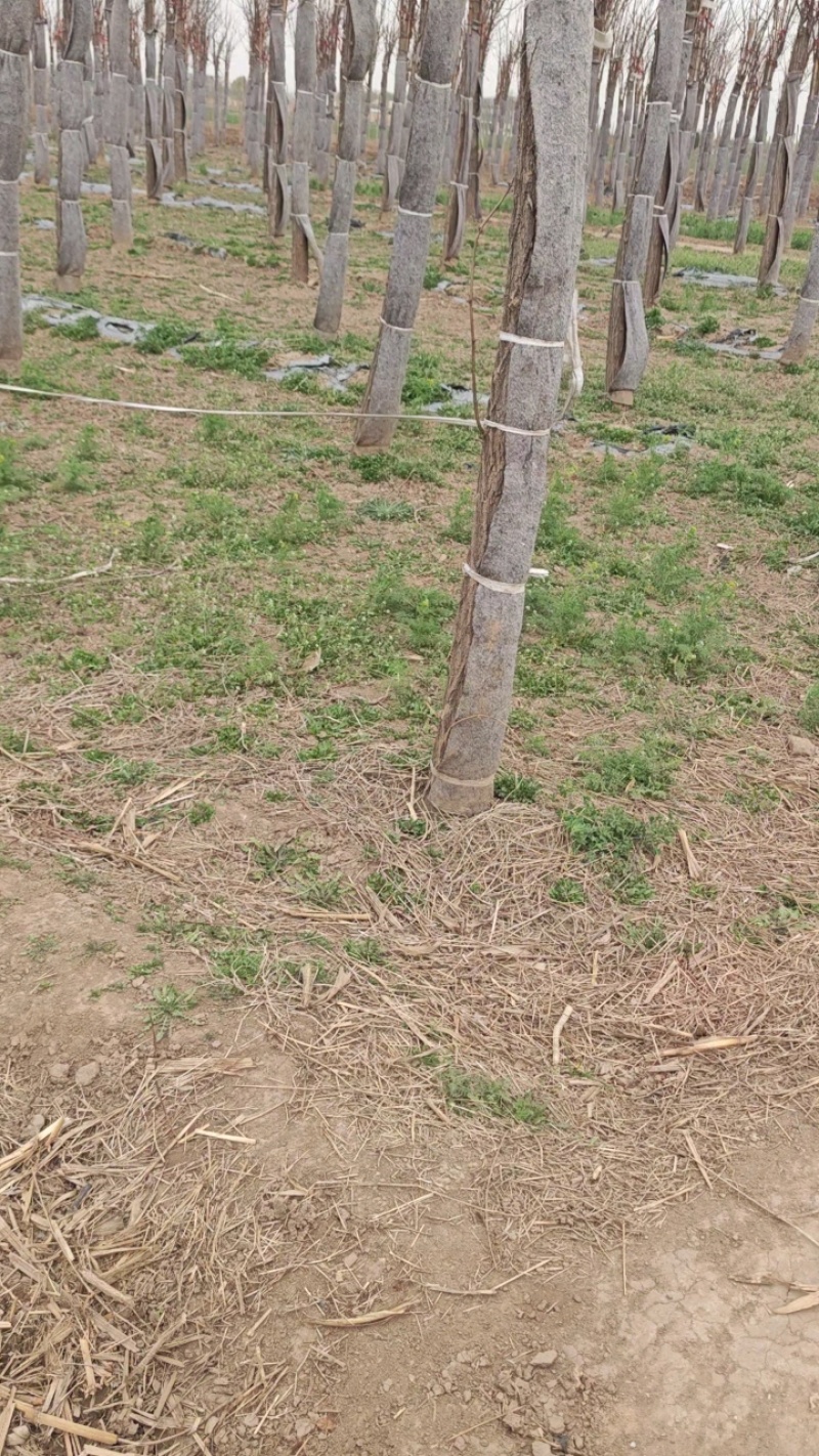 嫁接香花槐树/基地直发/价格可谈/全国发货/诚信经营
