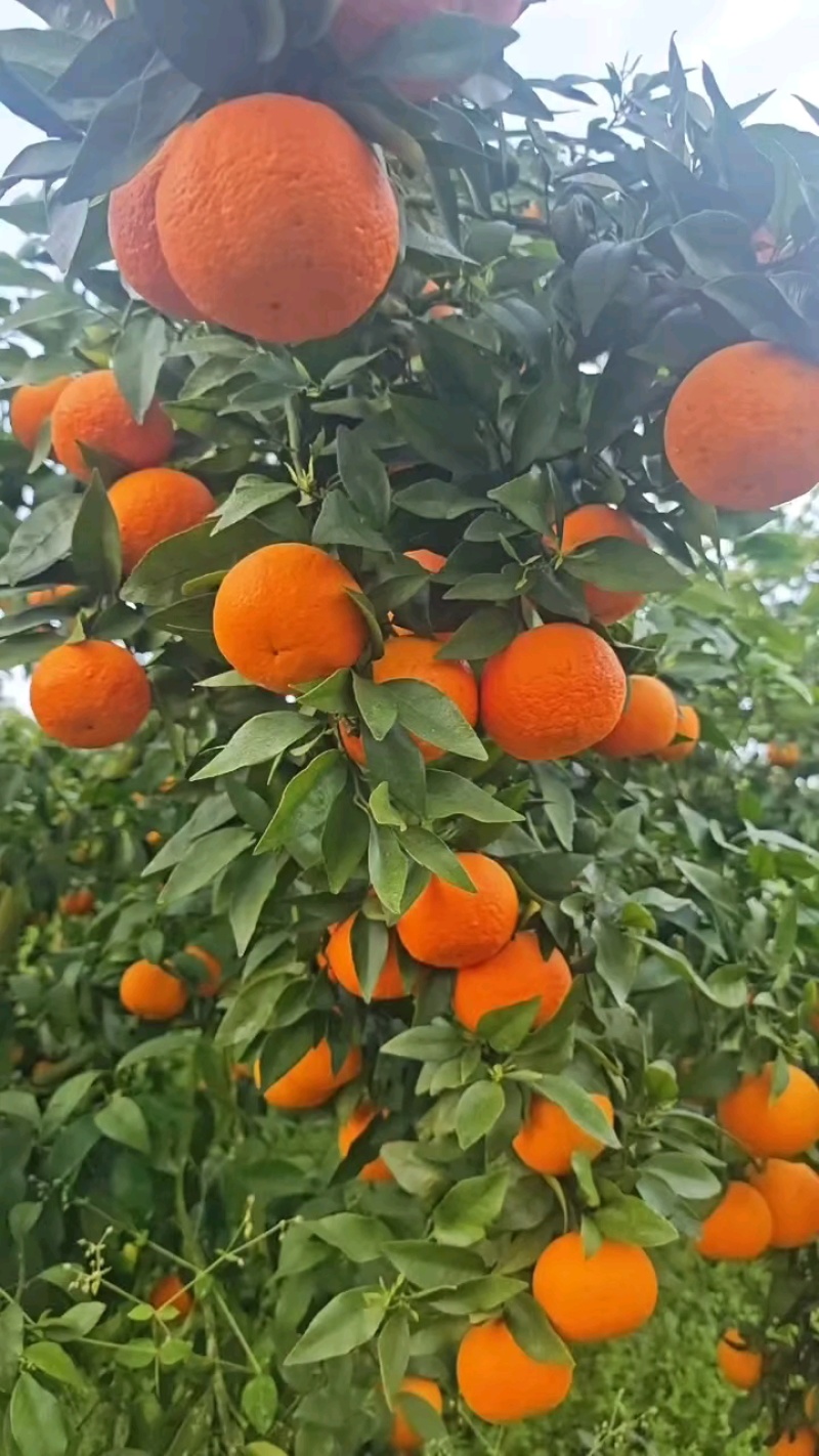 默科特柑桔，沃柑，玫瑰橘三月红柑桔发，货源充足。