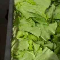 意大利生菜，产地直供，支持电商，超市，市场，全国发货