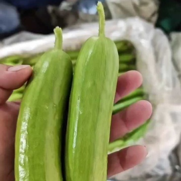 莘县密刺黄瓜热卖中品质上乘基地直发价格优惠欢迎来电咨询
