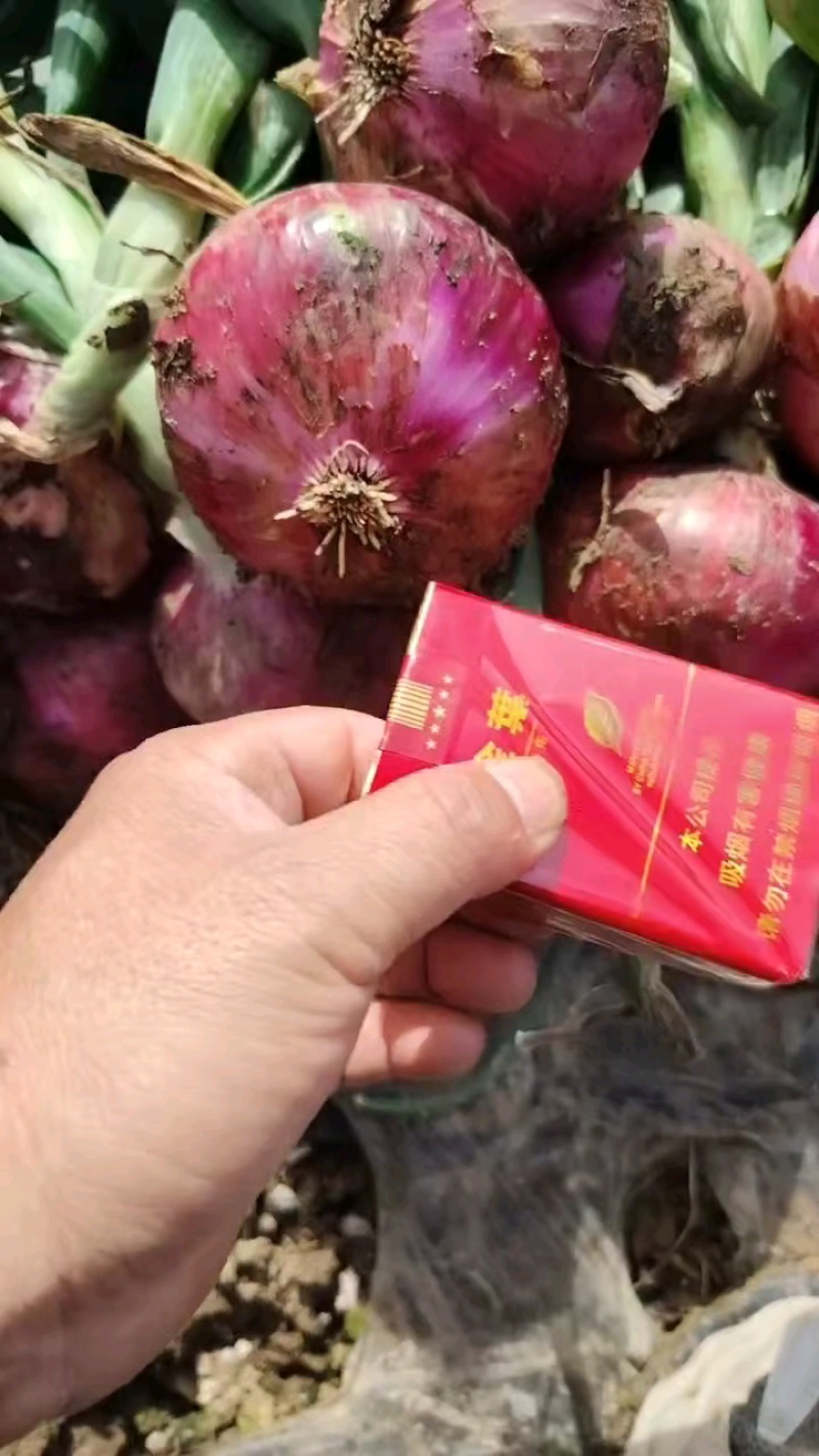 紫红洋葱，基地货，量大质优出货量稳定，欢迎各位老板来选购