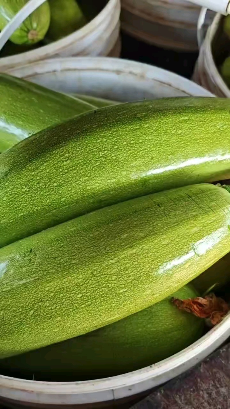 河北临漳万亩蔬菜基地西葫芦已大量上市产地直销，一手货源
