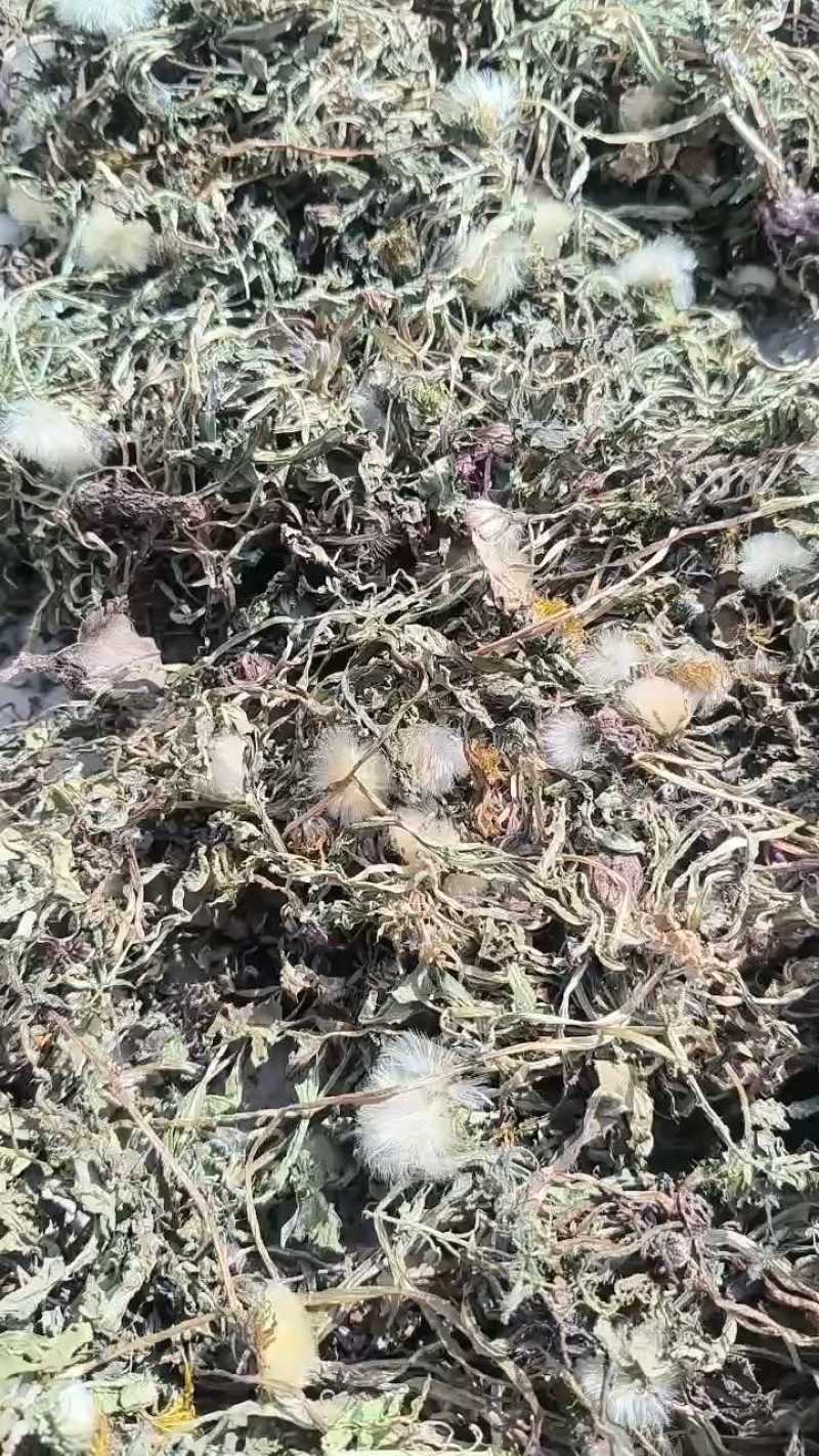 湖南蒲公英对接全国市场质量好走货快欢迎选购