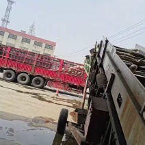 湖北沙土地白萝卜基地货，可大吨位供应电商市场加工厂