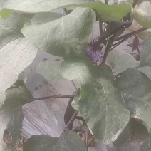 精品茄子，四川产地直供，欢迎选购。