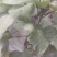 精品茄子，四川产地直供，欢迎选购。