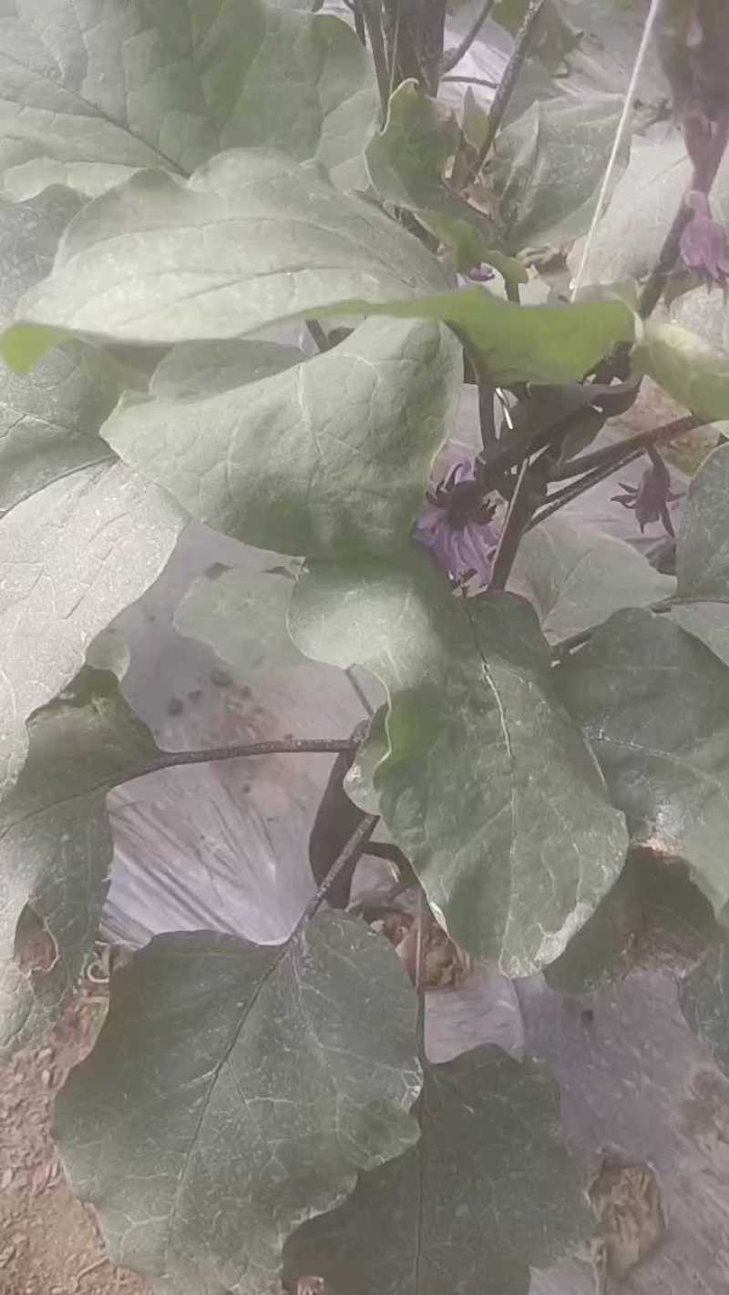 精品茄子，四川产地直供，欢迎选购。