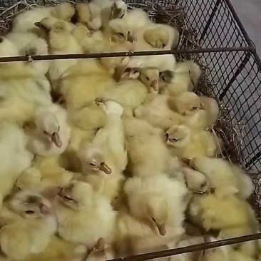 三花鹅苗，保证质量，尽快发货