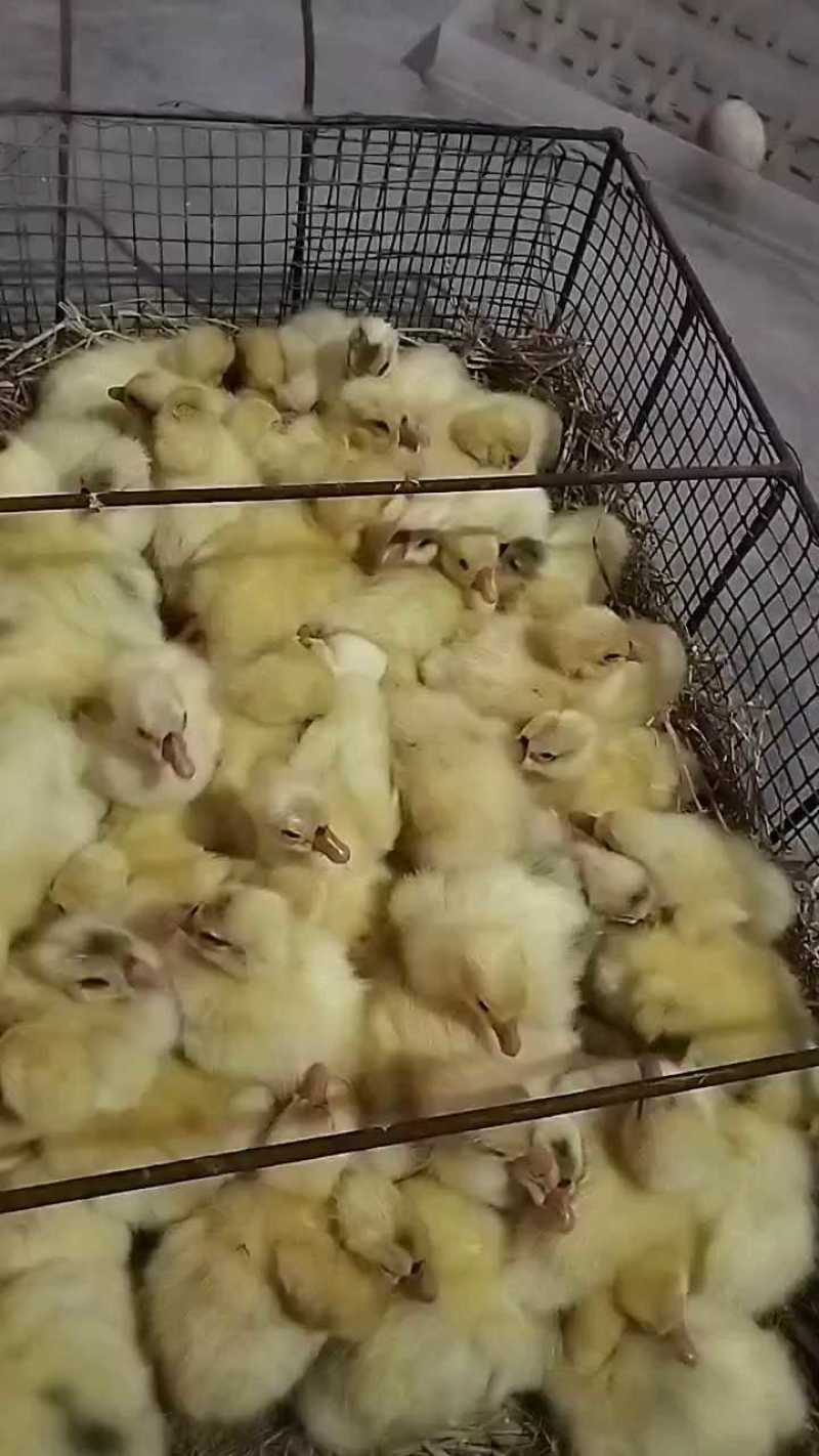 三花鹅苗，保证质量，尽快发货