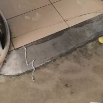 鲫鱼苗中科五号彭泽鲫鱼抗病毒生长速度快产量高规格齐全