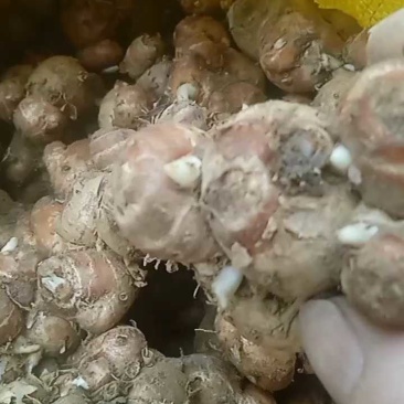 广东沙姜对接全国量大从优价格美丽质量好走货快欢迎询价
