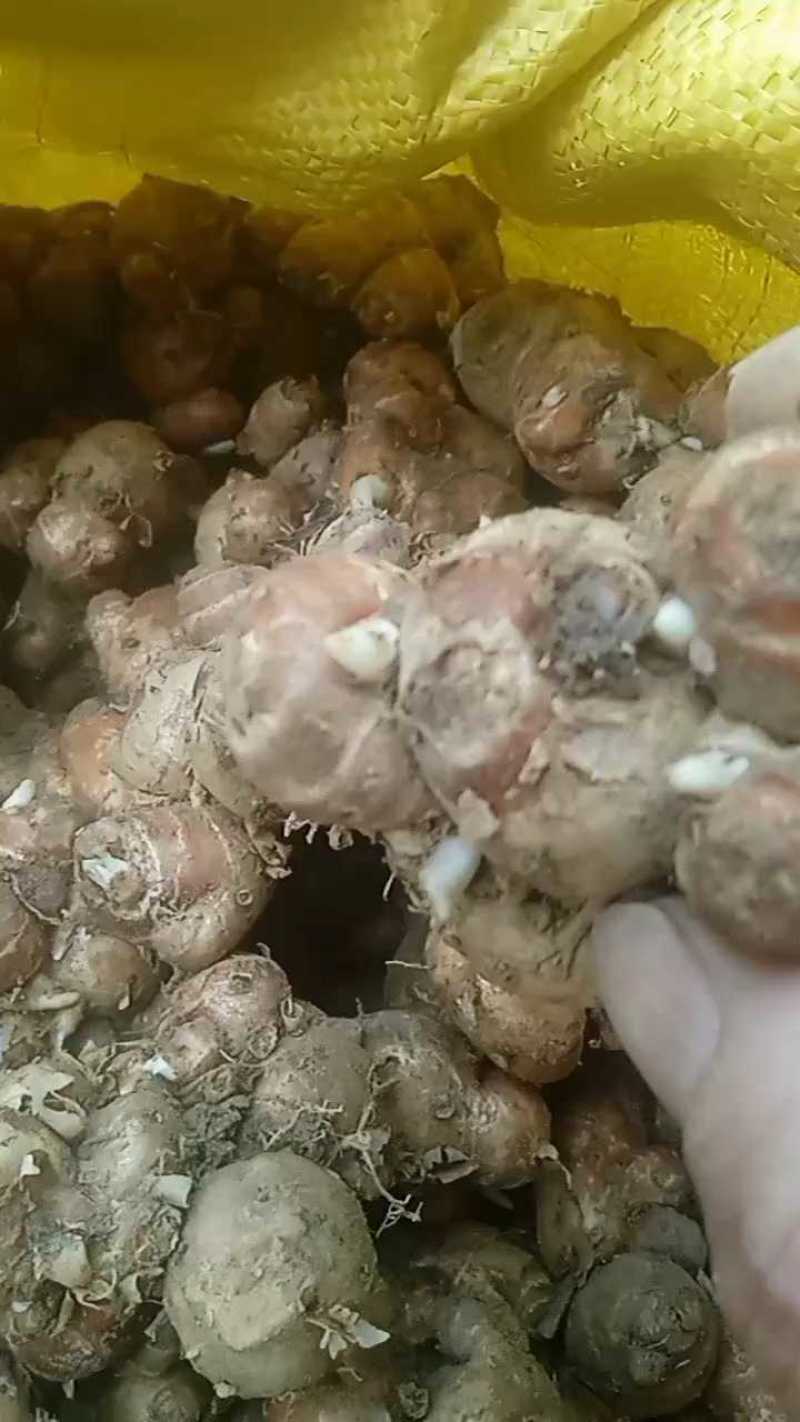 广东沙姜对接全国量大从优价格美丽质量好走货快欢迎询价