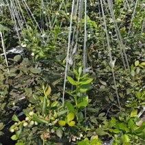 F6大量成熟供应，4月3号**行情。