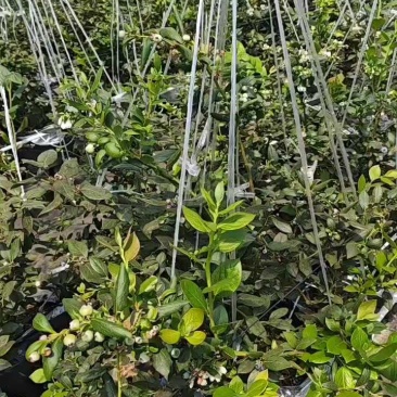 F6大量成熟供应，4月3号**行情。