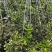 F6大量成熟供应，4月3号**行情。