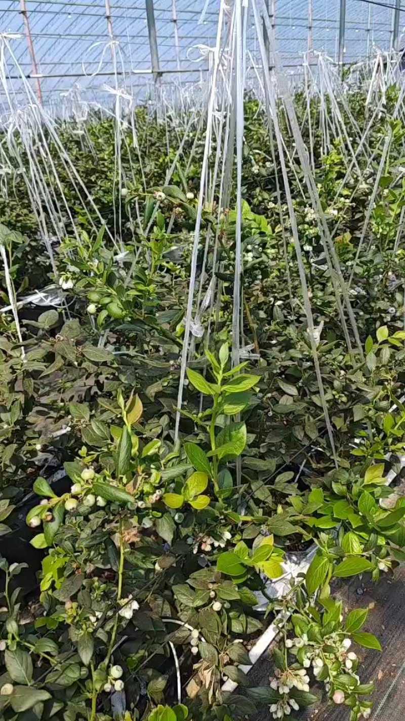 F6大量成熟供应，4月3号**行情。