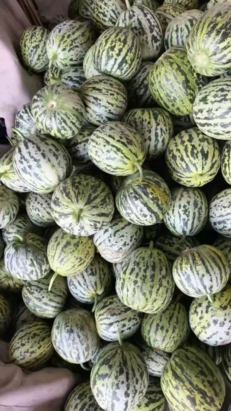 【精选】花蕾甜瓜花美人山东花蕾甜瓜包熟对接全国市场