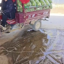 【精品甘蓝】中甘甘蓝现摘现发一手货源量大从优来电优惠