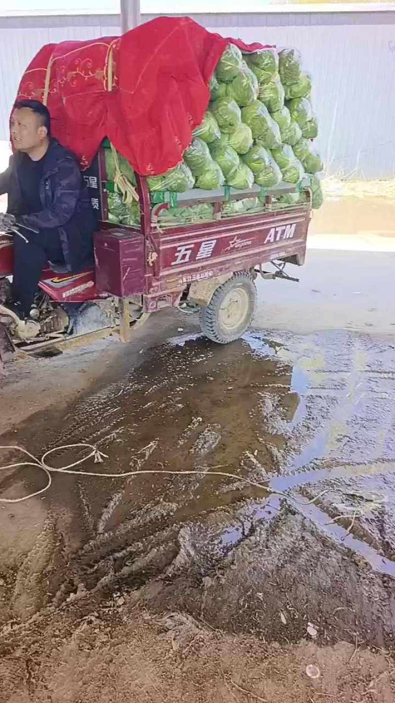 【精品甘蓝】中甘甘蓝现摘现发一手货源量大从优来电优惠