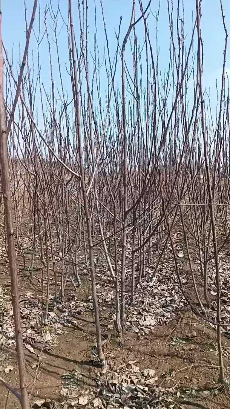 艾琳娜西梅李子苗