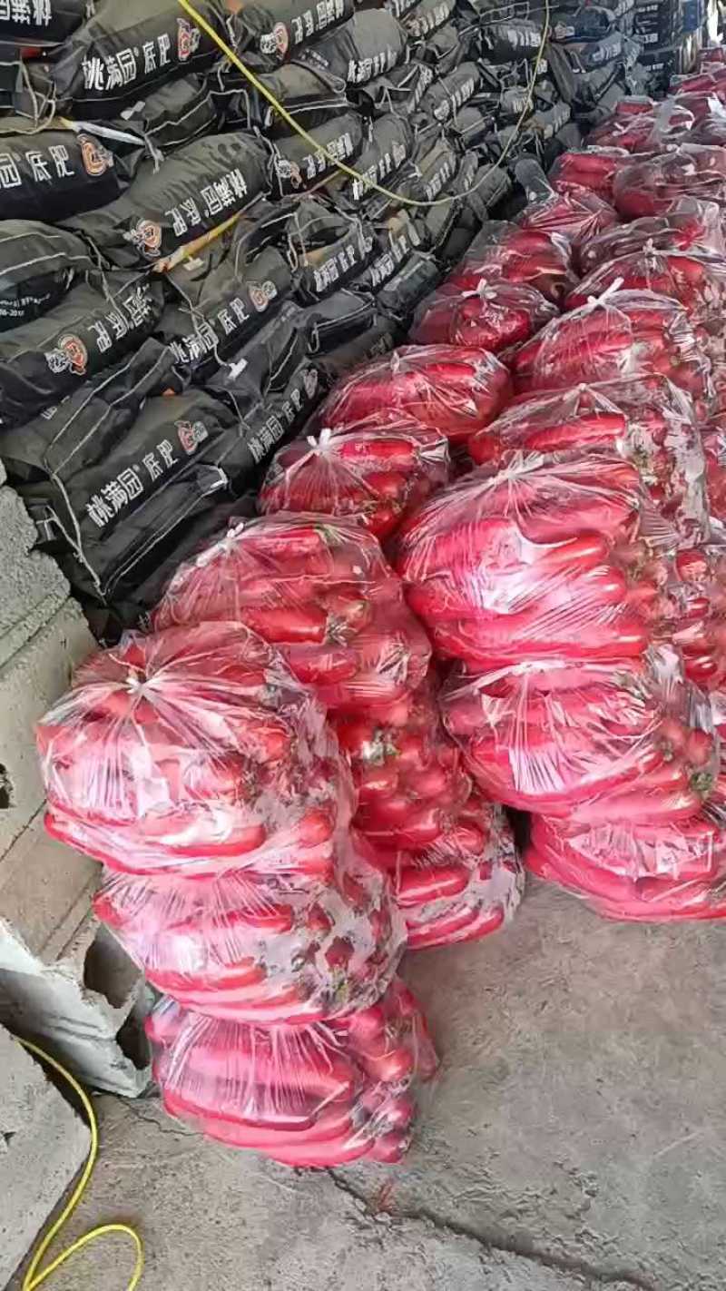 费县精品萝卜，红皮萝卜爽脆可口，产地直供质量保证无康心