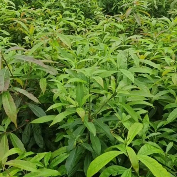 木荷苗，自育苗供30万株荷木营养杯苗，价格合理，欢迎联系