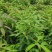 木荷苗，自育苗供30万株荷木营养杯苗，价格合理，欢迎联系