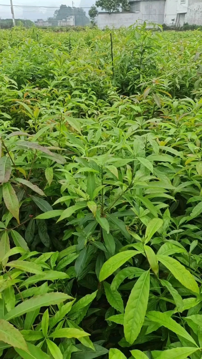 木荷苗，自育苗供30万株荷木营养杯苗，价格合理，欢迎联系